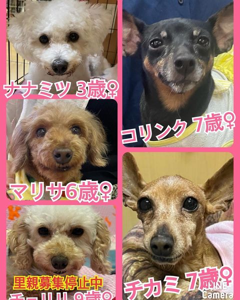 🐾今日の里親様募集中ワンコ🐶メンバーです🐾2022,10,6【保護犬カフェ天神橋店】